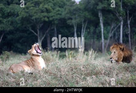 Nairobi, Kenya. 30th août 2021. Deux lions sont vus à la réserve nationale de Masai Mara, Kenya, le 30 août 2021. La Journée mondiale de la faune, qui est célébrée chaque année le 3 mars pour sensibiliser les populations aux animaux et aux plantes sauvages du monde, est célébrée cette année sous le thème « récupérer les espèces clés pour la restauration des écosystèmes ». Credit: Dong Jianghui/Xinhua/Alay Live News Banque D'Images