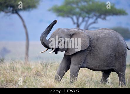 Nairobi, Kenya. 30th août 2021. Un éléphant est vu à la réserve nationale de Masai Mara, Kenya, 30 août 2021. La Journée mondiale de la faune, qui est célébrée chaque année le 3 mars pour sensibiliser les populations aux animaux et aux plantes sauvages du monde, est célébrée cette année sous le thème « récupérer les espèces clés pour la restauration des écosystèmes ». Credit: Dong Jianghui/Xinhua/Alay Live News Banque D'Images