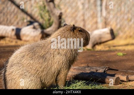 Une grande fourrure de Capybara à Tucson, Arizona Banque D'Images