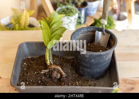 remise en pot et transplantation de plantes zz Banque D'Images