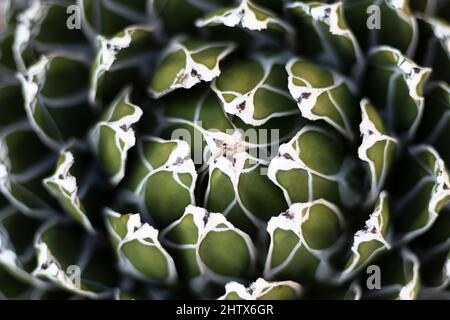 Plante en forme d'entonnoir Agave victoriae Banque D'Images