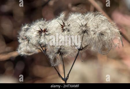 Têtes de graines avec des appendices soyeux de clematis vitalba en hiver. La plante est également connue sous le nom de la barbe d'un vieil homme ou de la joie du voyageur. Banque D'Images