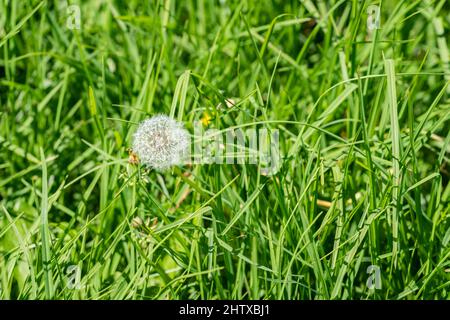 Tête de semence de pissenlit délicate sur fond d'herbe verte luxuriante. Banque D'Images