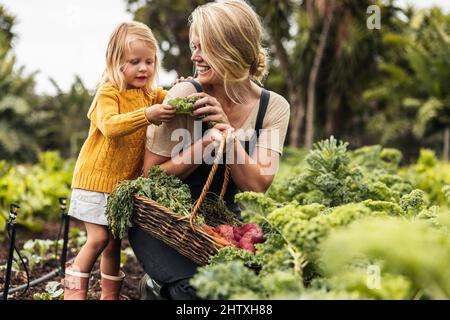 Bonne mère seule cueillant des légumes frais avec sa fille. Jeune mère gaie souriant tout en montrant sa fille fraîche kale dans un gard biologique Banque D'Images