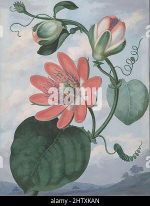 Art inspiré par passion Flower, 1799, Gouache sur vélin, feuille : 10 3/8 x 7 15/16 po. (26,3 x 20,2 cm), dessins, Sydenham Teak Edwards (British, Usk, pays de Galles 1768–1819 Londres), le Welsh Edwards est venu à Londres en 1788 à l'invitation de l'artiste-éditeur Edward Curtis, à, les œuvres classiques modernisées par Artotop avec un peu de modernité. Formes, couleur et valeur, impact visuel accrocheur sur l'art émotions par la liberté d'œuvres d'art d'une manière contemporaine. Un message intemporel qui cherche une nouvelle direction créative. Artistes qui se tournent vers le support numérique et créent le NFT Artotop Banque D'Images