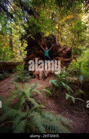 Jeune femme debout dans le tronc tombé d'un séquoias, séquoias de la côte (Sequoia sempervirens), forêt avec fougères et végétation dense, Jedediah Banque D'Images