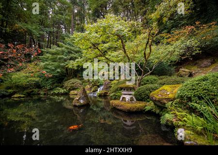 Étang paysagé avec chute d'eau, sanctuaire et carpe de koï dans un jardin densément cultivé, jardin japonais, Portland, Oregon, États-Unis Banque D'Images