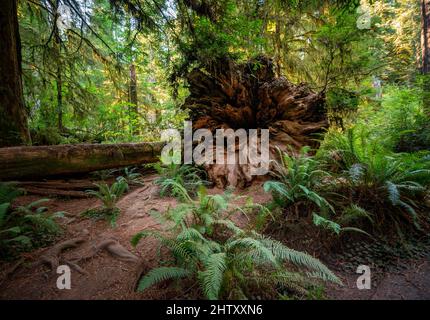 Tronc tombé d'un séquoias, séquoias de la côte (Sequoia sempervirens), forêt avec fougères et végétation dense, parc national Jedediah Smith Redwoods Banque D'Images