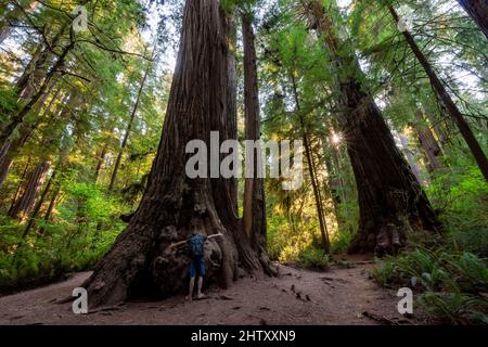 Jeune homme embrassant un séquoia, séquoias de la côte (Sequoia sempervirens), forêt avec des fougères et une végétation dense, sunstar, Jedediah Smith Redwoods State Banque D'Images