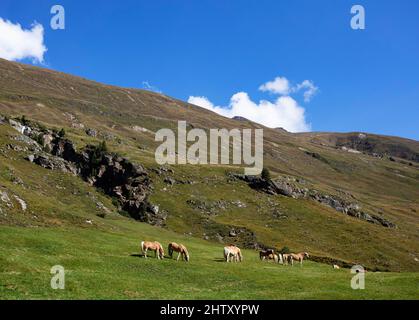 Haflinger sur le pâturage alpin dans le Rofental, vent, Venter Tal, municipalité de Soelden, Alpes Oetztal, Tyrol, Autriche Banque D'Images