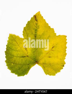 Feuille de vigne couleur d'automne, vinifera, fond blanc, prise de vue en studio Banque D'Images