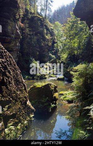 Rochers dans la vallée de Kamenice, rivière Kamenice, Kamnitz, Hrensko, Herrnskretschen, Okres Decin, Ustecky kraj, Suisse de Bohême, Elbe Banque D'Images