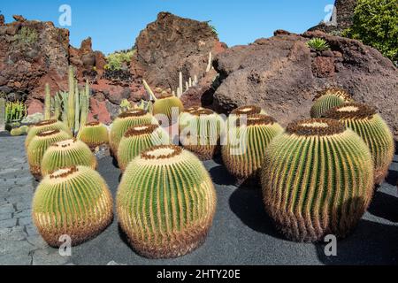 Jardin de Cactus, jardin de Cactus Cesar Manrique, cactus à boule dorée, cactus à canon doré (Echinocactus grusonii), Lanzarote, îles Canaries, Canaries Banque D'Images