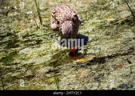 Le jeune héron nocturne de Nankeen Nycticorax caledinicus, est fortement tacheté et strié gris-brun avec une bande gris-noir avec des bords de coupe jaunâtres. Banque D'Images