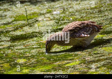 Le jeune héron nocturne de Nankeen Nycticorax caledinicus, est fortement tacheté et strié gris-brun avec une bande gris-noir avec des bords de coupe jaunâtres. Banque D'Images