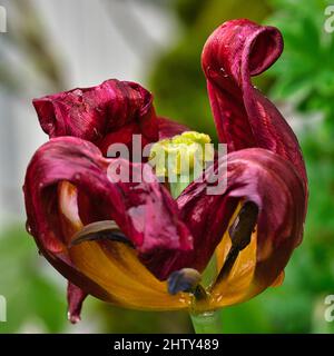 Macro, tulipe mourante (Tulipa), avec gouttes de pluie Banque D'Images