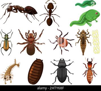 Différents types d'insectes et d'animaux sur fond blanc illustration Illustration de Vecteur