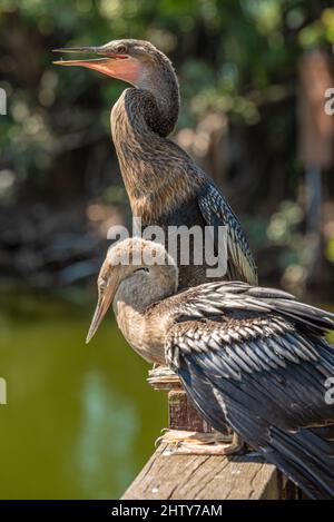 Prendre le soleil sur les anhingas (Anhinga anhinga) au parc Bird Island le long de A1A à Ponte Vedra Beach, Floride. (ÉTATS-UNIS) Banque D'Images