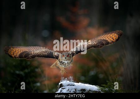 La chouette des aigles atterrit sur un arbre enneigé dans la forêt. Hibou de l'aigle volant avec ailes ouvertes dans un habitat avec des arbres. Scène d'hiver d'action de la nature. Banque D'Images