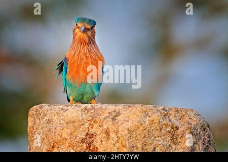 Rouleau assis sur la pierre avec fond orange. Observation des oiseaux en Asie. Bel oiseau coloré dans l'habitat de la nature. Indian Roller d'Anuradhapu Banque D'Images