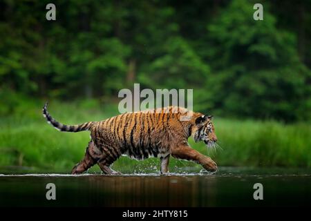 Taïga nature. Tigre marchant dans l'eau du lac. Animal dangereux, tajga, Russie. Animal dans un ruisseau de forêt verte. Herbe verte, goutte de rivière. Tigre de Sibérie Banque D'Images