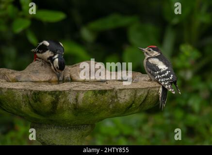 Une paire de Grands-tachetés Woodpeckers Dendrocopos Major à un bain d'oiseau boire. ROYAUME-UNI Banque D'Images