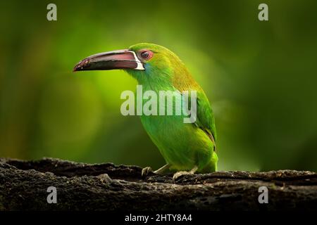 Toucanet cramoisi, Aulacorhynchus haematopygus, petit toucan vert et rouge dans l'habitat naturel. Animal exotique dans la forêt tropicale, vert m Banque D'Images