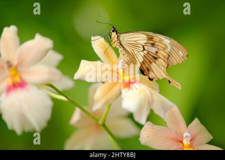 Papilio dordanus, papillon africain à queue blanche, assis sur la fleur d'orchidée jaune. Insecte dans la forêt tropicale sombre, habitat de la nature. Wildli Banque D'Images