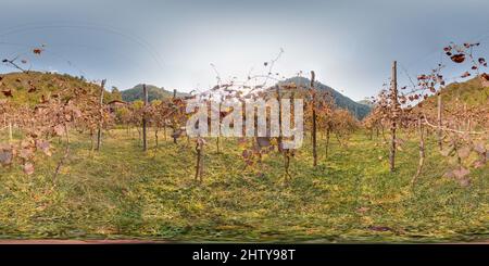 Vue panoramique à 360° de Vignoble avec raisin en automne dans les montagnes beau fond. Image avec 3D panorama sphérique avec un angle de vue de 360 degrés. Prêt pour la virtualisation