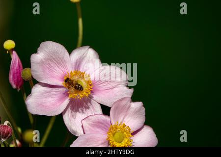 Gros plan d'abeille polissant de belles fleurs roses. Printemps. Banque D'Images