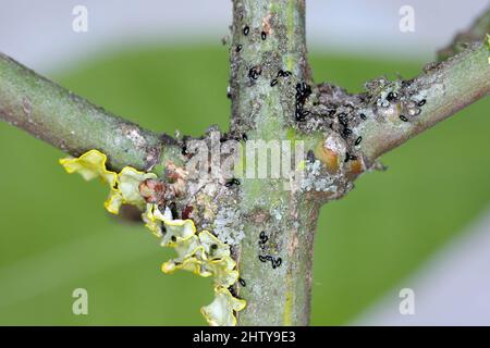 Hivernage des oeufs de pucerons (pucerons du haricot noir, Aphis fabae) sur les branches de la broche (Euonymus). Banque D'Images