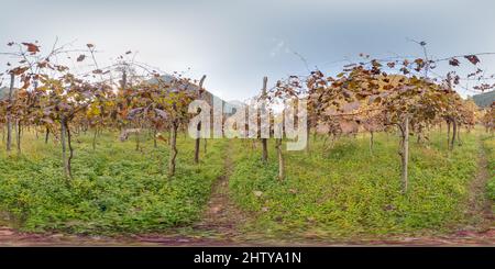 Vue panoramique à 360° de Vignoble avec raisin en automne dans les montagnes beau fond. Image avec 3D panorama sphérique avec un angle de vue de 360 degrés. Prêt pour la virtualisation