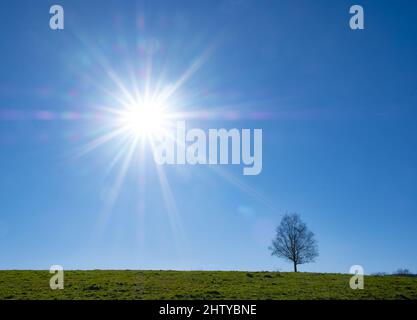 Arbre rétroéclairé, le soleil le matin avec Birch, Euskadi Banque D'Images