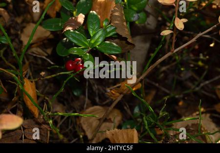 Canneberges rouges sur une branche verte avec feuillage. Baies sauvages dans la forêt. Banque D'Images