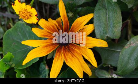 Une fleur jaune-brune se rapproche du fond du feuillage vert et de petites inflorescences Banque D'Images