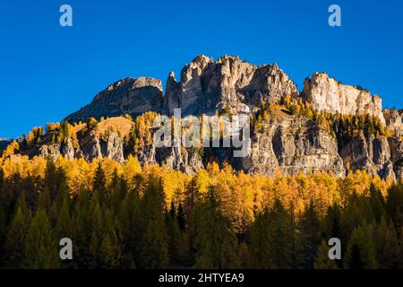 La formation rocheuse Monte Cristallo, vue du sud, entourée de larches colorées et de pins en automne. Banque D'Images