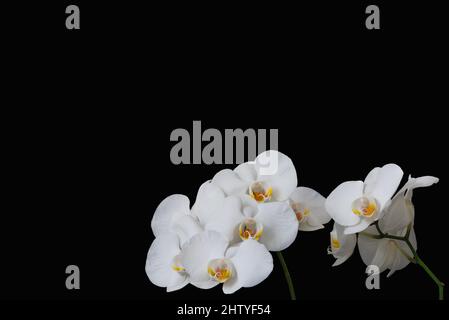 Cadre avec fleurs d'orchidées blanches sur fond noir (mise au point complète) Banque D'Images