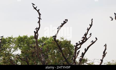 Un troupeau de pigeons est perché sur une branche d'arbre sèche. Avec fond de ciel Banque D'Images