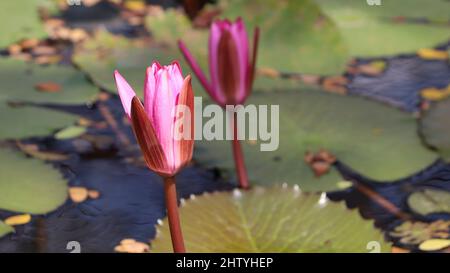 fleur rose de lotus fraîchement fleuri dans la plante. avec fond flou Banque D'Images