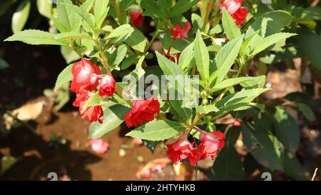 La plante bourgeonnait la fleur de rose rouge dans la plante. Avec fond flou Banque D'Images