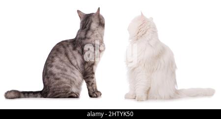 Deux chats isolated on white Banque D'Images