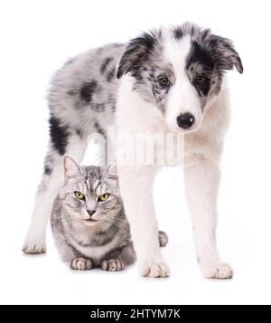 Chat de shorthair britannique et un chiot collie frontière isolé sur blanc Banque D'Images