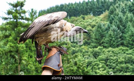 Griffon vautour du gant de falconer prêt à voler en gros plan. Gros oiseau colossal. Le module ace est très impressionnant Banque D'Images