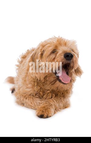 Mignon chien mixte isolé sur blanc Banque D'Images