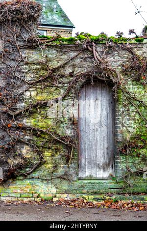 Porte de jardin en bois et mur de briques surcultivés avec des racines et de la mousse (Ashwell Village Hall, Ashewll, Angleterre, Royaume-Uni) Banque D'Images