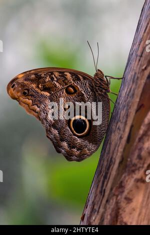 Une espèce de papillon de hibou, le hibou géant de la forêt, Caligo eurilochus, perché sur un tronc d'arbre. C'est une très grande espèce de papillon qui vit en Amérique du Sud. Photo de haute qualité Banque D'Images