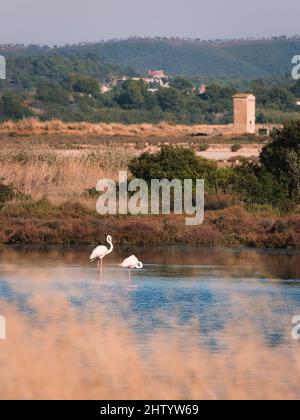 Plan vertical de deux flamants roses dans la rivière Banque D'Images