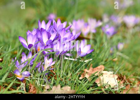 Fleurs de printemps de crocus pourpres sur fond d'herbe floue qui fleurit au début du printemps Banque D'Images