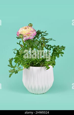 Plante rose 'Ranunculus Asiaticus' avec fleur en fleurs dans pot blanc sur fond vert Banque D'Images