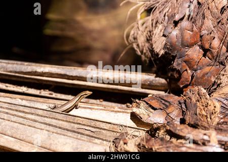 Scinque des Seychelles (Mabuya seychellensis, Trachylepis seychellensis) assise sur une feuille de palmier séchée dans la réserve naturelle de Vallee de Mai, Praslin, Seychelles. Banque D'Images